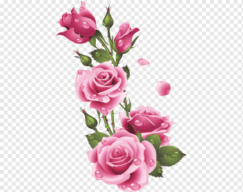 Garden roses Floral design Pink Centifolia roses Flower, flower, flower Arranging, floribunda, artificial Flower png