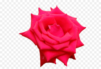 Garden roses Floribunda Petal - background roses Garden roses Floribunda Petal - background roses