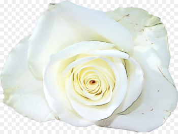 Garden Roses, Flower, Beach Rose, White, Rose PNG Garden Roses, Flower, Beach Rose, White, Rose PNG