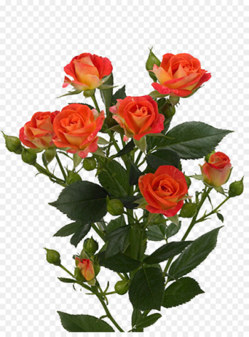 Garden roses Flower bouquet Euroflora - rose Garden roses Flower bouquet Euroflora - rose