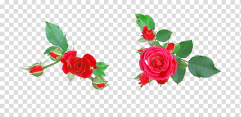 Garden roses Flower Digital , Rose transparent background PNG clipart