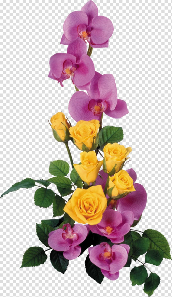 Garden roses Flower, orchid transparent background PNG clipart