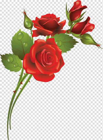 Garden roses Flower , rose transparent background PNG clipart