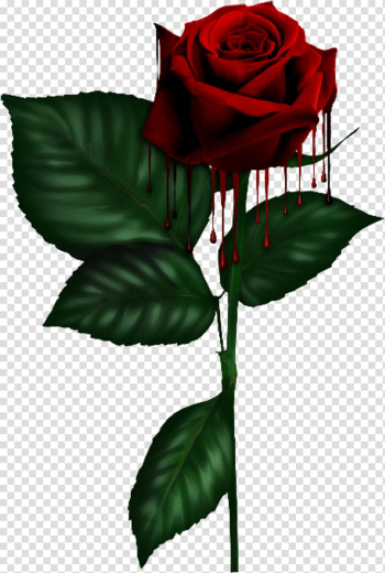 Garden roses Gothic Cabbage rose, gothic transparent background PNG clipart Garden roses Gothic Cabbage rose, gothic transparent background PNG clipart