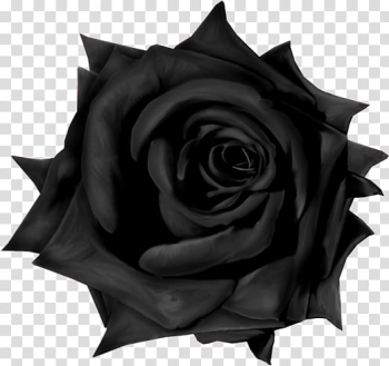 Garden roses Gothic Goths, gothic transparent background PNG clipart Garden roses Gothic Goths, gothic transparent background PNG clipart