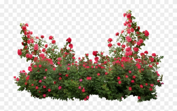 Garden Roses Memorial Rose Shrub Flower - Roses Shrub Png