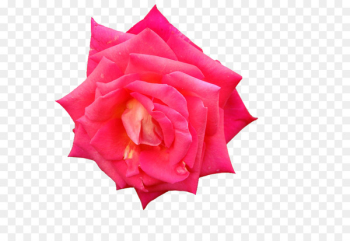 Garden roses Petal Cut flowers - background roses Garden roses Petal Cut flowers - background roses