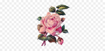 Garden roses Pittock Mansion Sticker Flower - Flower TROPICAL 