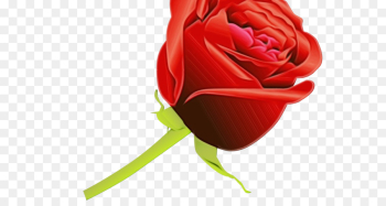 Garden Roses, Rose, Flower PNG Garden Roses, Rose, Flower PNG