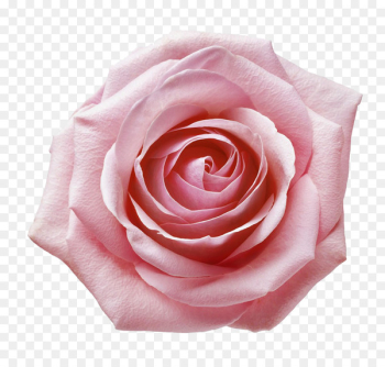 Garden roses Still Life: Pink Roses Centifolia roses Beach rose Floribunda - Pink rose closeup 
