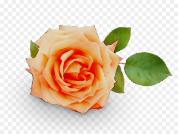 Garden roses Stock photography Image - Garden roses Stock photography Image -
