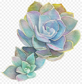 Garden roses Succulent plant Acupuncture Cabbage rose Watercolor painting - succulent plants 