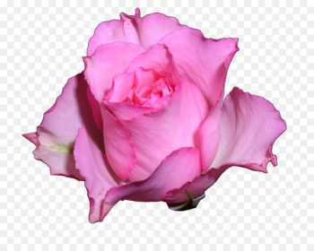 Garden roses Teachers' Day School Last bell - teacher Garden roses Teachers' Day School Last bell - teacher