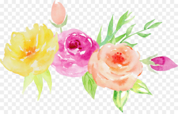 Garden roses Watercolor painting Floral design Flower Illustration - Hand-painted watercolor roses decorative elements 