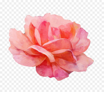 Garden roses Watercolor painting - Red watercolor painted floral elements 