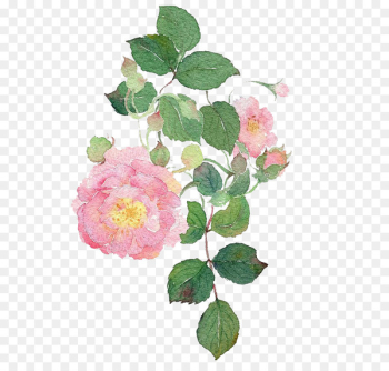 Garden roses Watercolour Flowers Dog-rose Watercolor painting - Watercolor flowers 