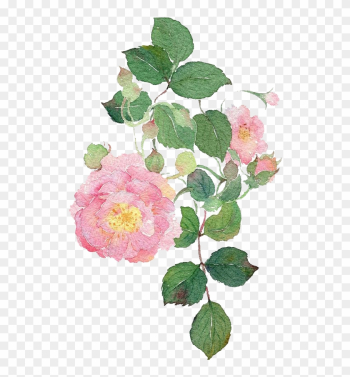 Garden Roses Watercolour Flowers Dog-rose Watercolor - Watercolor Painting