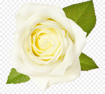Garden roses White Flower Cabbage rose Floribunda - flower 