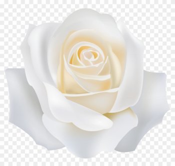 Garden Roses White - Garden Roses Garden Roses White - Garden Roses