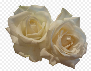 Garden roses - White roses Garden roses - White roses