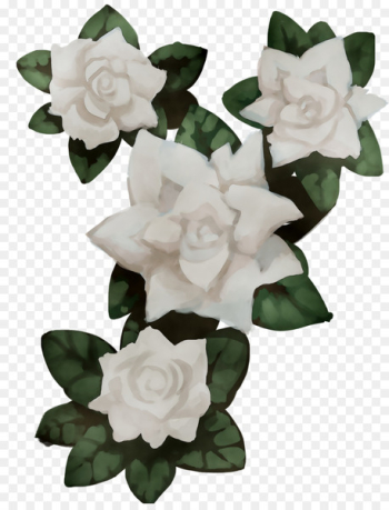 Gardenia Cut flowers - Gardenia Cut flowers -