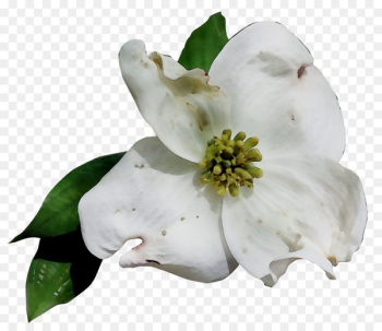 Gardenia Magnolia family - Gardenia Magnolia family -
