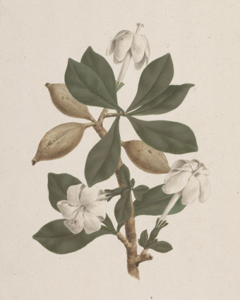Gardenia ternifolia  Schum.& Thonn. | Free Photo - rawpixel