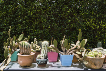 Gardening Gardening