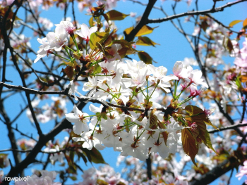 Gardening gentle orchard | Free stock photo - 69337