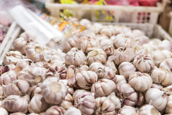 Garlic in Bucket Garlic in Bucket