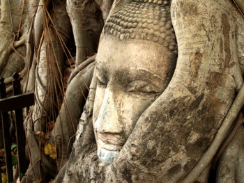 Gautama Buddha Bust Gautama Buddha Bust
