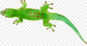 Gecko Common Iguanas Amphibians Terrestrial animal - Gecko Common Iguanas Amphibians Terrestrial animal -