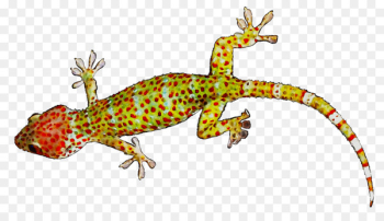 Gecko Lizard Amphibians Fauna Terrestrial animal - Gecko Lizard Amphibians Fauna Terrestrial animal -