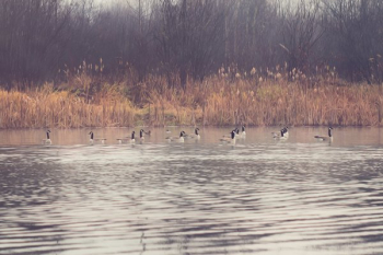 Geese On Autumn Pond Geese On Autumn Pond