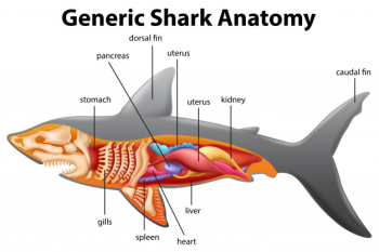 Generic shark anatomy chart Free Vector