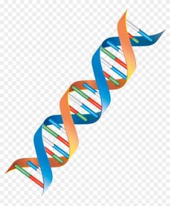 Genomics - Clipart Dna Strand Png