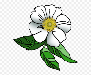 Georgia Cliparts - Cherokee Rose Clip Art Georgia Cliparts - Cherokee Rose Clip Art