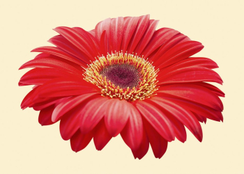 Gerbera daisy, red flower clipart | Free PSD - rawpixel Gerbera daisy, red flower clipart | Free PSD - rawpixel