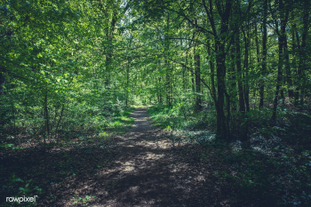 German forest | Free public domain photo - 432551 German forest | Free public domain photo - 432551