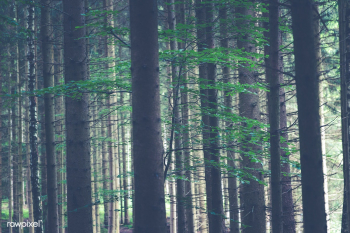 German forest | Free public domain photo - 432633 German forest | Free public domain photo - 432633