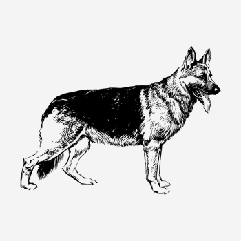 German Shepherd dog hand drawn | Free Photo - rawpixel