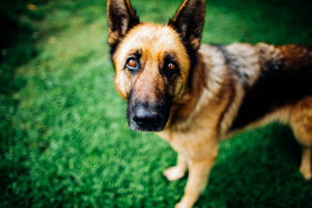 German Shepherd Dog Standing on Green Grass German Shepherd Dog Standing on Green Grass