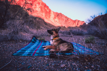 German Shepherd Lying on Blue Blanket German Shepherd Lying on Blue Blanket