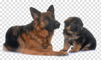 German Shepherd PNG Transparent Image German Shepherd PNG Transparent Image