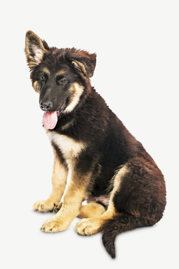 German Shepherd puppy, pet animal | Free PSD - rawpixel German Shepherd puppy, pet animal | Free PSD - rawpixel