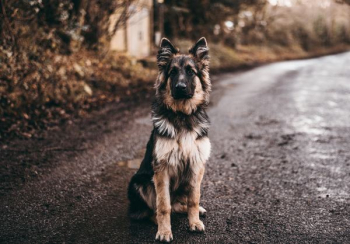 German shepherd sitting on road near bushes German shepherd sitting on road near bushes