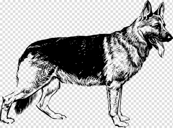 German Shepherd White Shepherd Saarloos wolfdog Puppy free ...