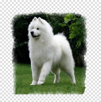 German Spitz Klein German Spitz Mittel American Eskimo Dog Canadian Eskimo Dog Japanese Spitz, Snow white fur transparent background PNG clipart