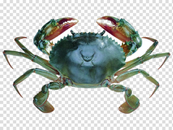 Giant mud crab Chinese mitten crab Flower crab, Crabs transparent background PNG clipart