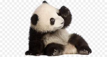 Giant panda Birthday cake Bear Icing - Panda Panda 